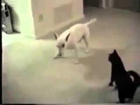Прикол собака против кота