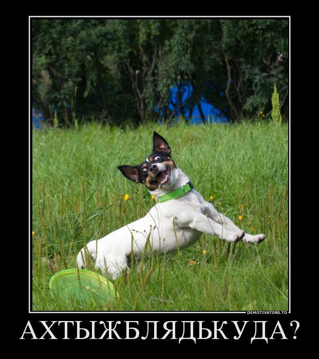 Из солянки