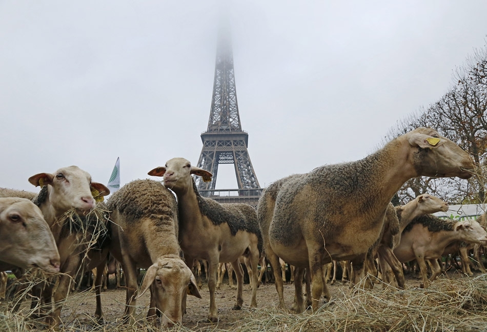 Овцы пасутся на Марсовом поле в центре Парижа