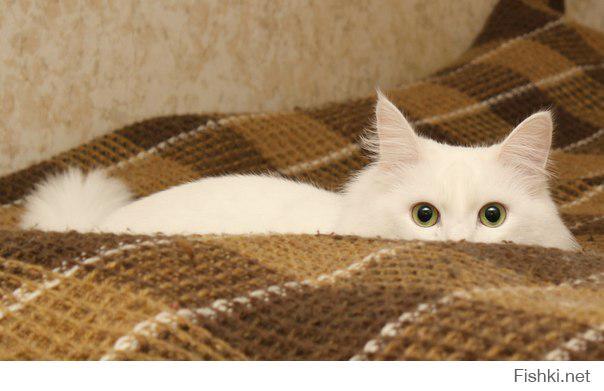 Кот на охоте