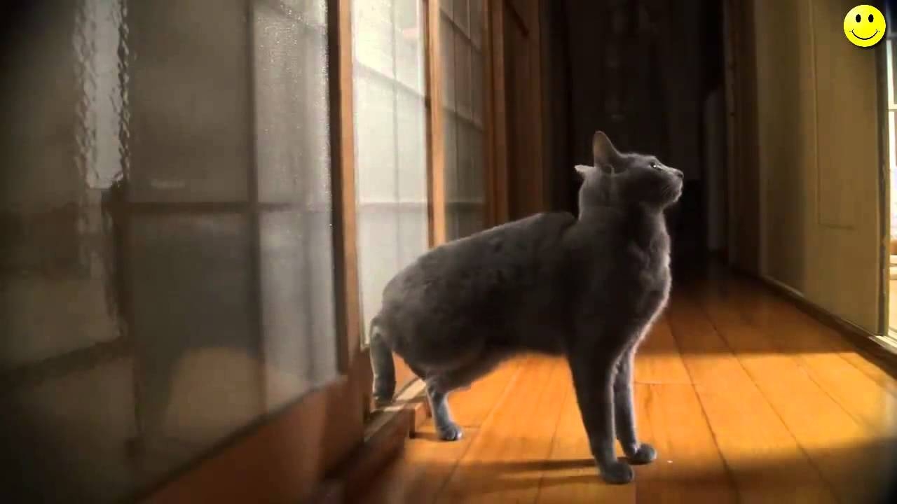 Умный кот стучится в дверь