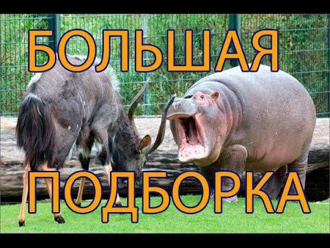 Драки животных. Новые приколы про животных 2014.
