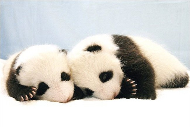 В японском зоопарке родились панды-двойняшки