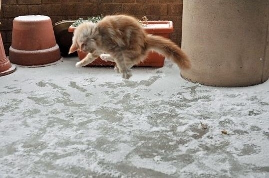 Реакция котэ на первый в его жизни снег