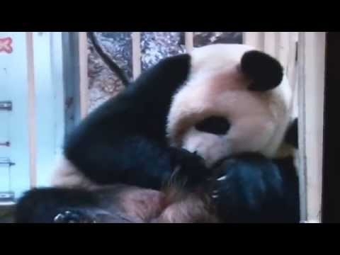 Новорожденный детеныш панды