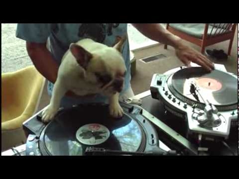 Dj Dog