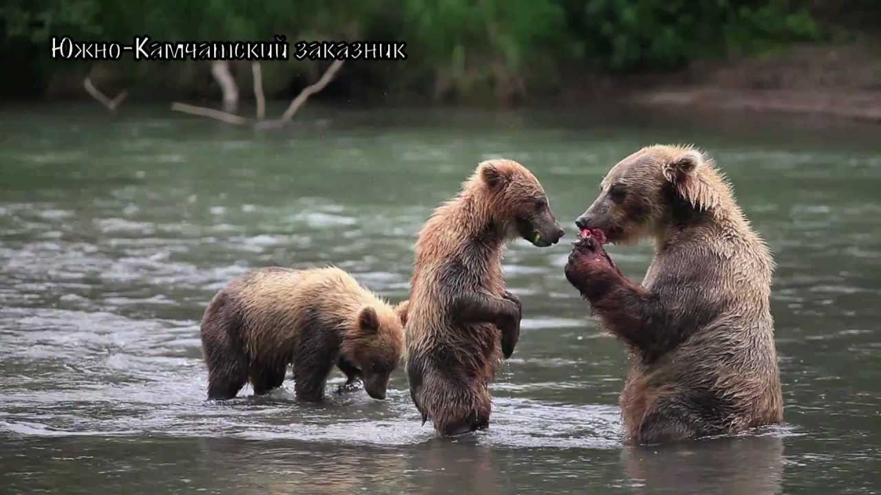 Медведи ходят на задних лапах