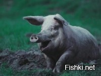 Из солянки