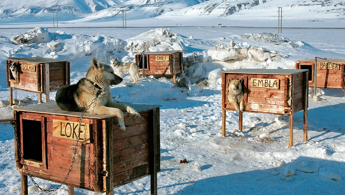 Зимняя будка для собакена