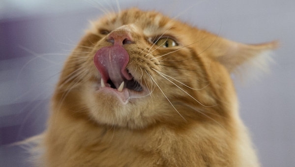 В интернете выбирают имя для кота-воришки из аэропорта Владивостока