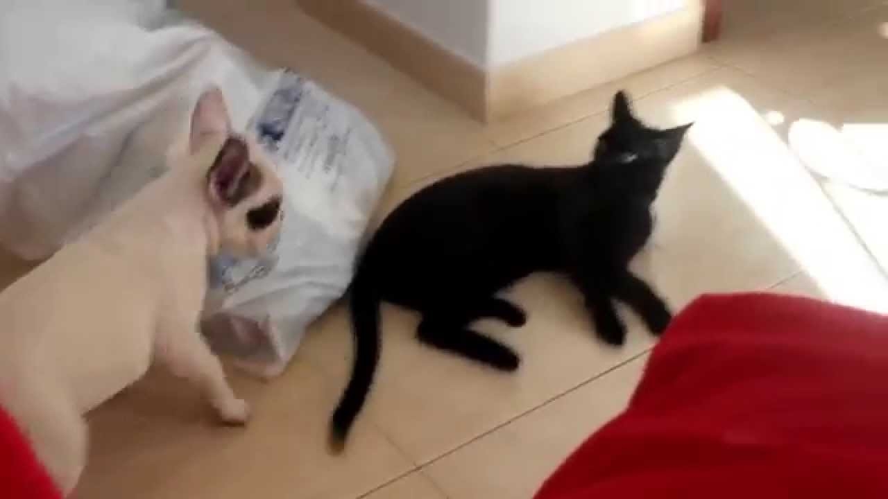 Бульдог против черного кота 
