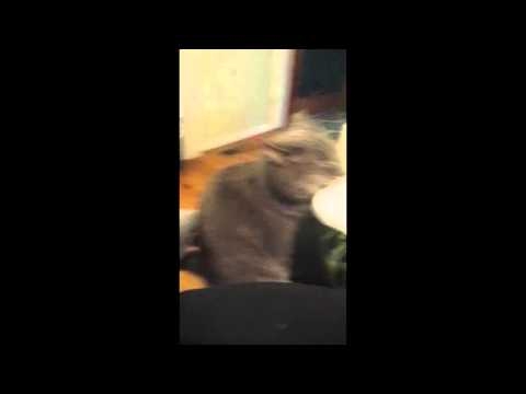 Реакция кота чесание