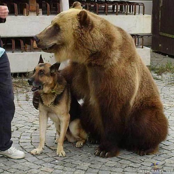 Забавные медведи