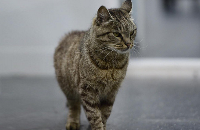 У кошки Матроски из Владивостока появились аккаунты в соцсетях