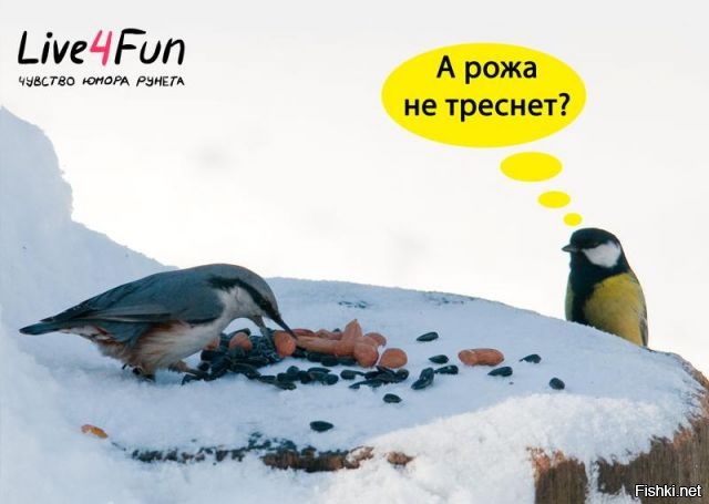 Из солянки