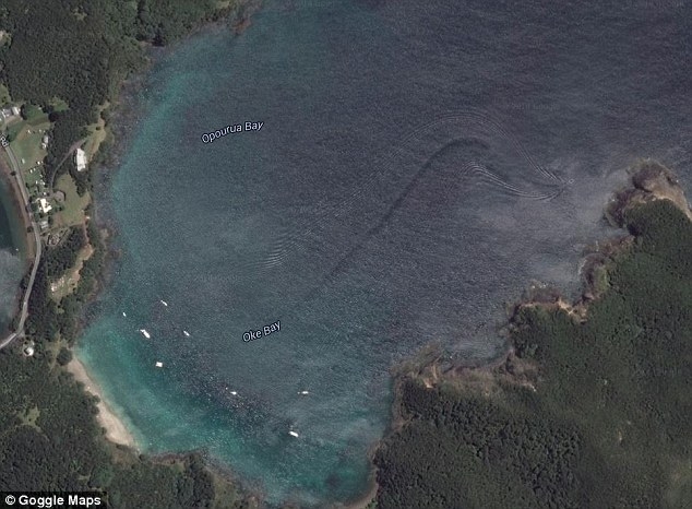 В одной из бухт Новой Зеландии было замечено гигантское существо 