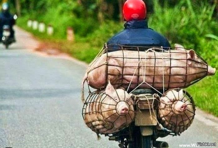 Из солянки