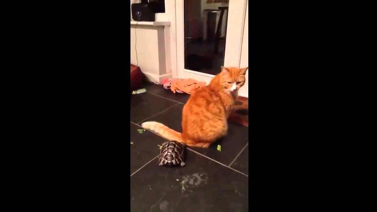 Черепаха пытается ударить кошку