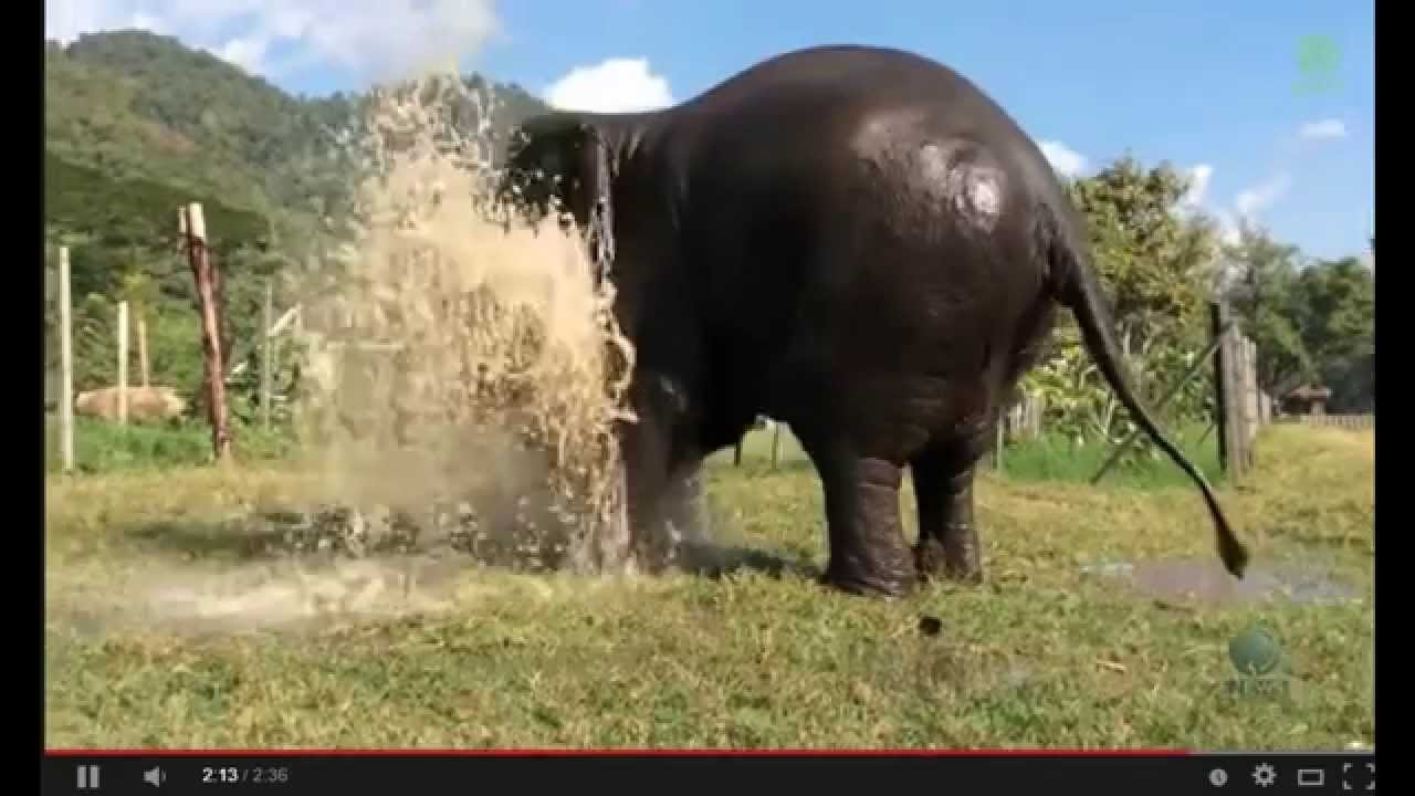 Слоны - плохие сантехники или как правильно смотреть видео со слонами