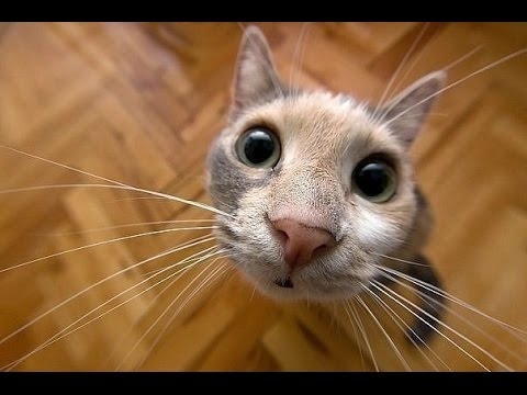 Кошки приколы, funny cats