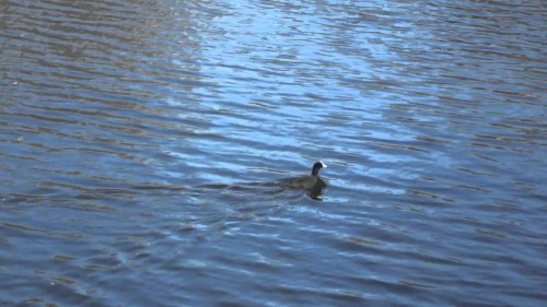 Неизвестная утка плавает в нижнем озере г. Калининград