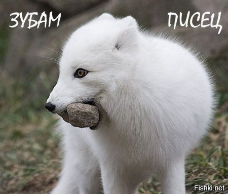 Из солянки