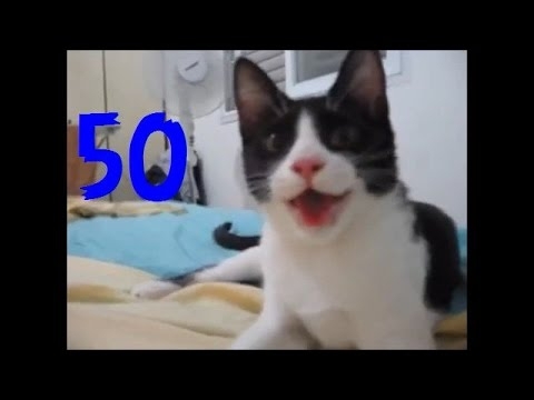 Смешные кошки