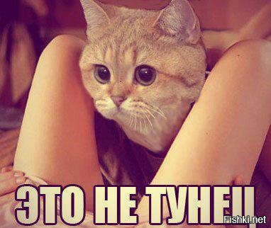 Из солянки