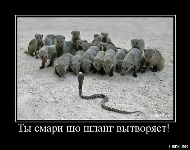 Из солянки