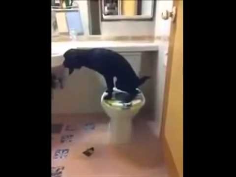 Собака ходит в туалет
