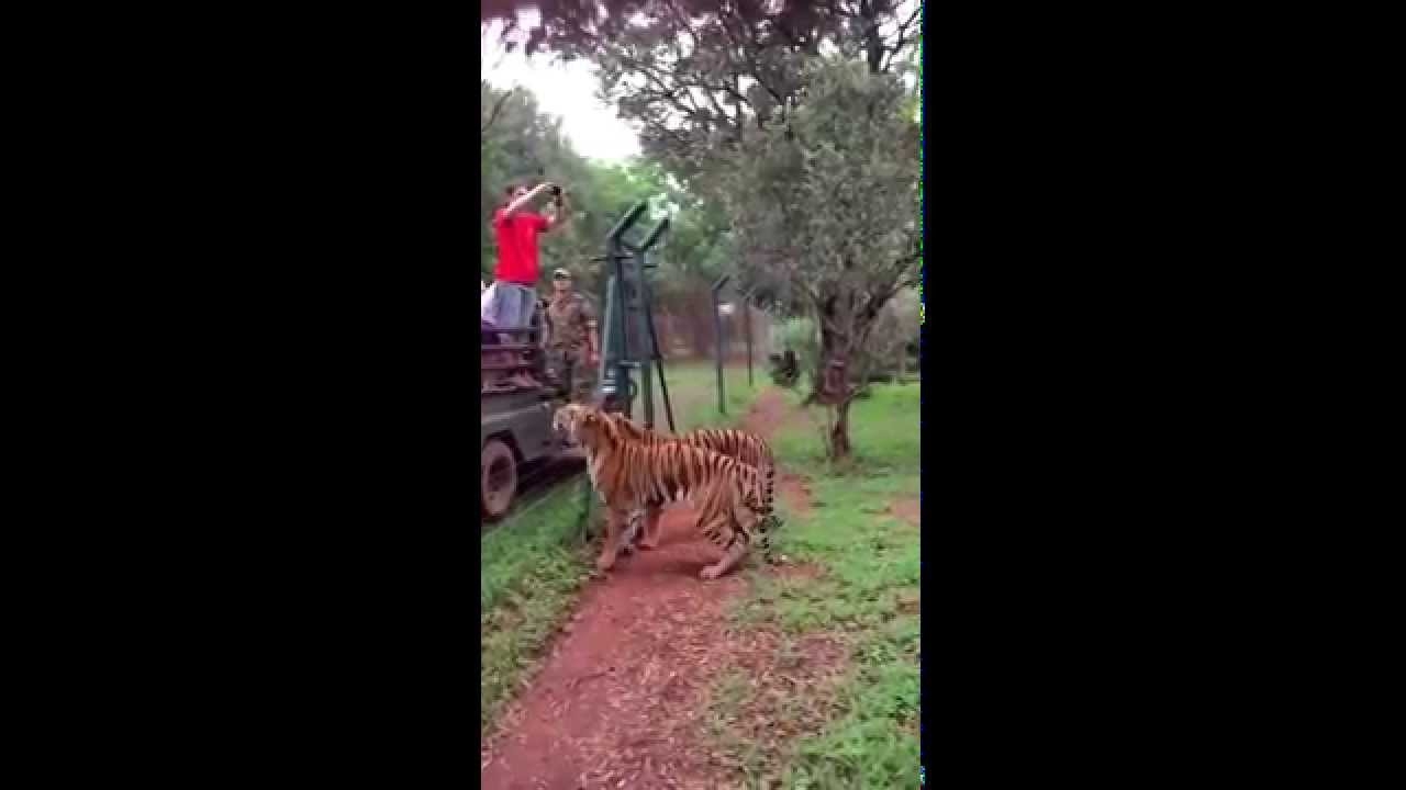 Прыжок тигра в замедлении.