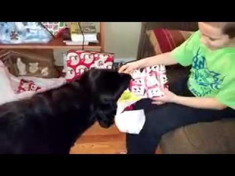  Собака помагает открывать подарок