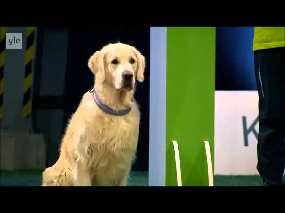 Из солянки