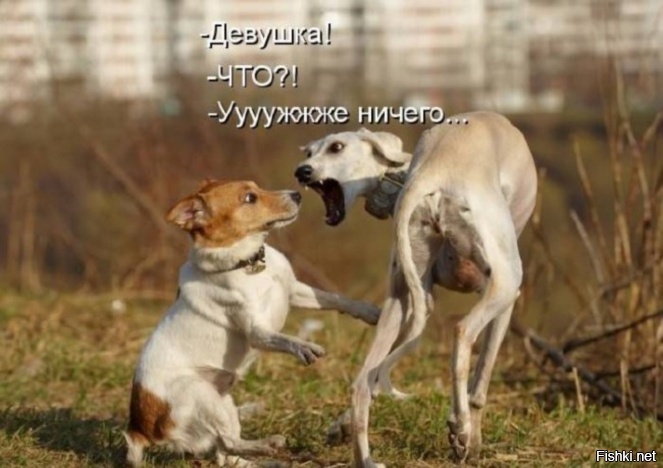 Из солянки