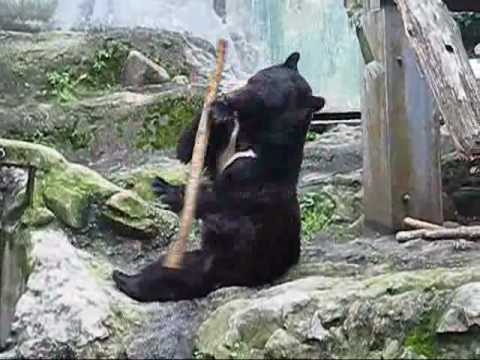Медведь имеет черный пояс Kung Fu!