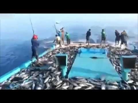 Хороший улов на рыбалке