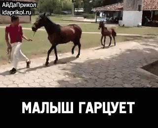 Из солянки