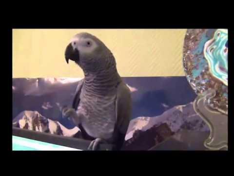 Говорящий попугай жако