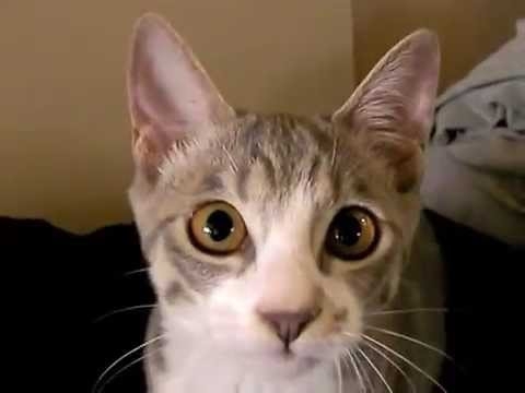 Говорящий кот