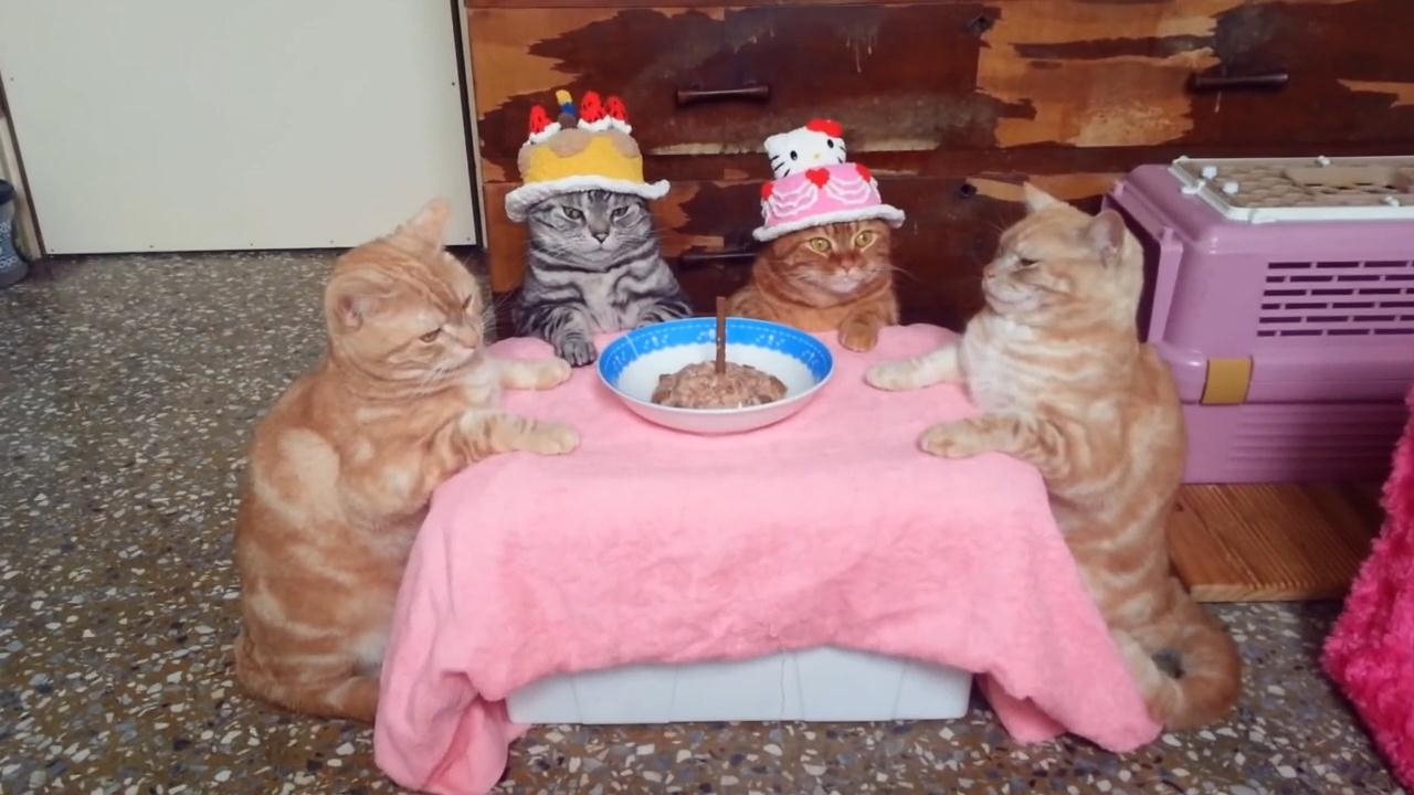 День Рождения у котиков