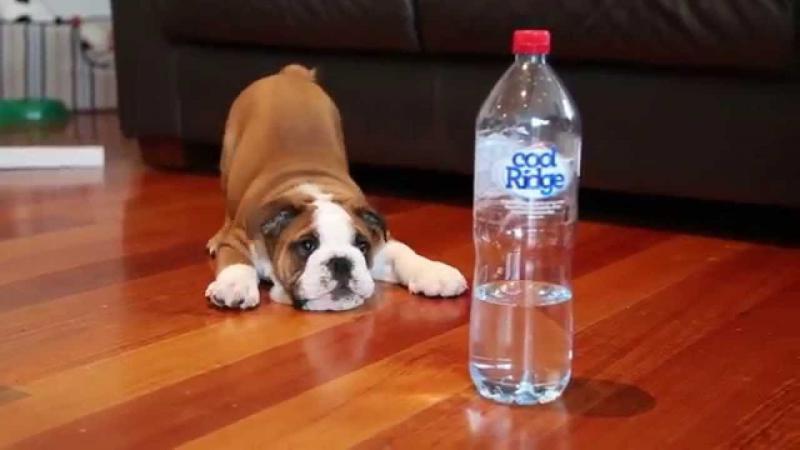 Пёс  увидел бутылку с водой 