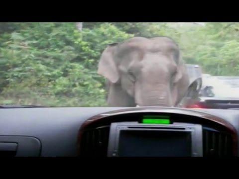 Похотливый слон «занялся сексом» с авто напуганных туристов  