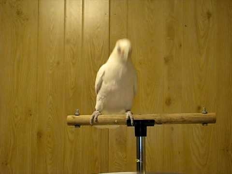 Танцующий попугай — звезда интернета