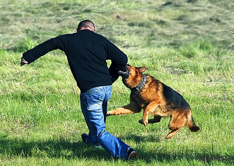 Советы о том, как себя вести при нападении собаки