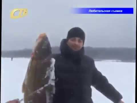 В Железногорском водохранилище поймали большого карпа