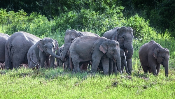 Дикие слоны напали на автомобили в национальном парке в Тайланде