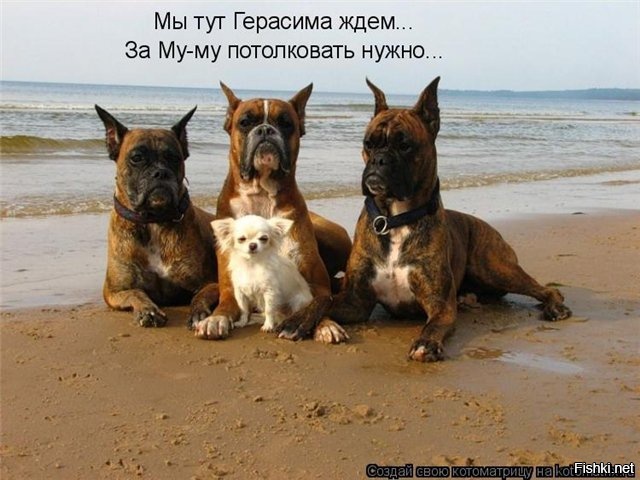 Из солянки