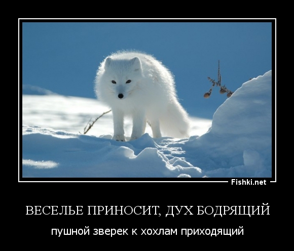 Веселье приносит, дух бодрящий