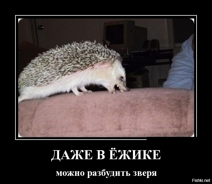 Из солянки