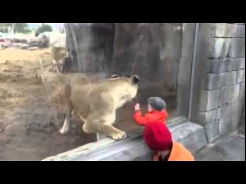 Малыш и лев в зоопарке играют через стекло 
